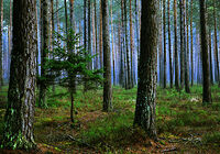 Bayerischer Wald