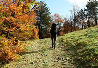 Bayerischer Wald